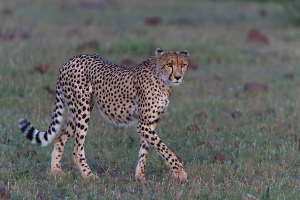 istock Cheetah in Mashatu Game Reserve 2163817976