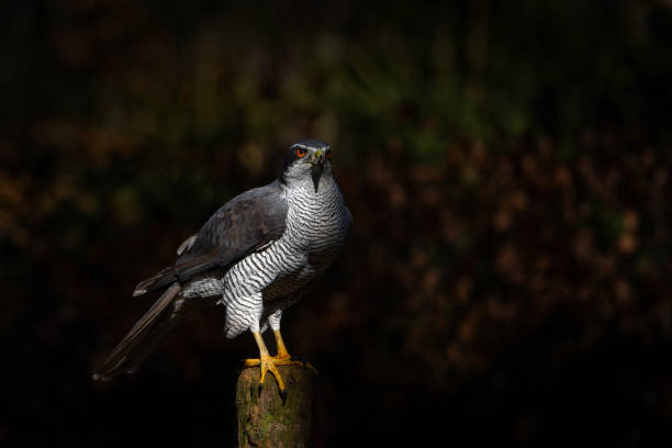 istock Northern Goshawk in the forest 2163818033