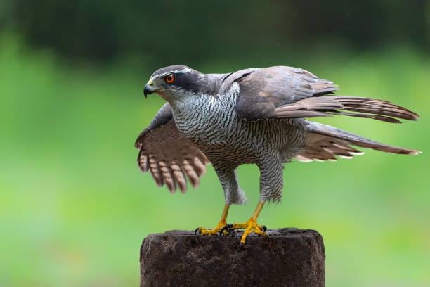 Northern Goshawk in the forest