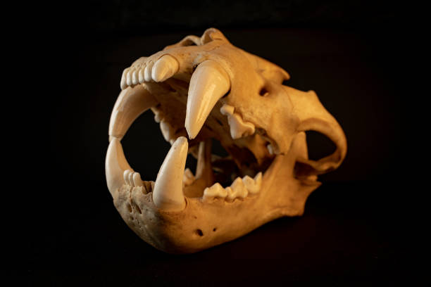 istock Jaguar skull (Panthera onca) Saber-Thoothed Cat 2163818586