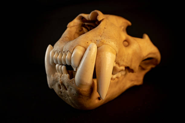 istock Jaguar skull (Panthera onca) Saber-Thoothed Cat 2163818588