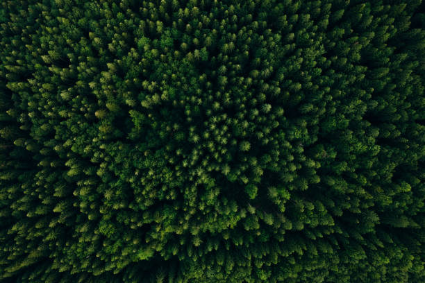 istock Green pine forest in mountain summer with a view from above.Spring birch groves with beautiful texture. 2163818681