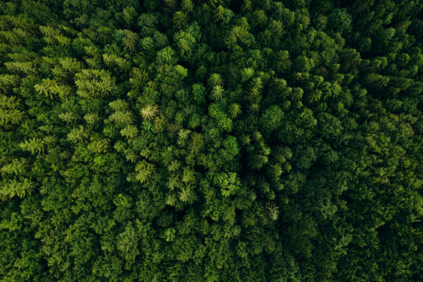 istock Green pine forest in mountain summer with a view from above.Spring birch groves with beautiful texture. 2163818686