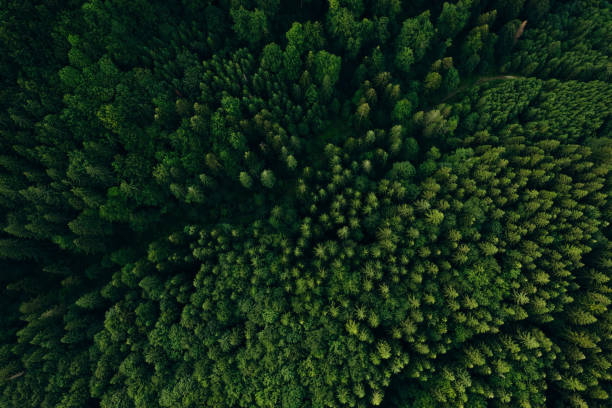 istock Green pine forest in mountain summer with a view from above.Spring birch groves with beautiful texture. 2163818687