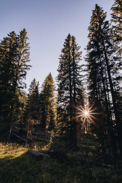 istock Sunrise through forest and mountains 2163818740