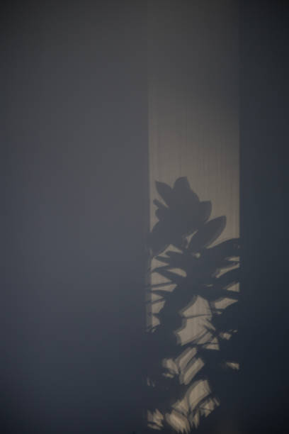 black and white background with shadow of leaves