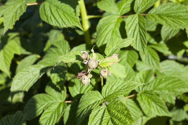 Blooming raspberry bush, raspberry blossom and flower. Close-up