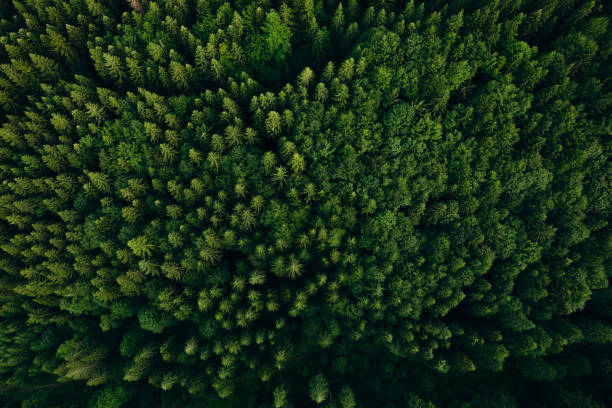 istock Green pine forest in mountain summer with a view from above.Spring birch groves with beautiful texture. 2163819018