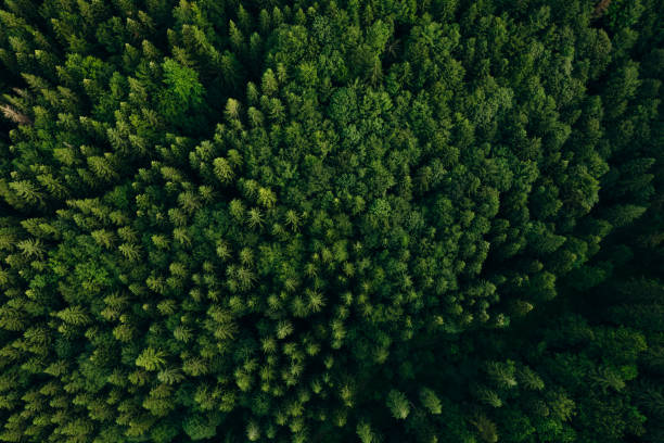 istock Green pine forest in mountain summer with a view from above.Spring birch groves with beautiful texture. 2163819019