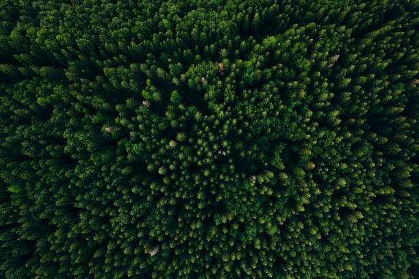 istock Green pine forest in mountain summer with a view from above.Spring birch groves with beautiful texture. 2163819021