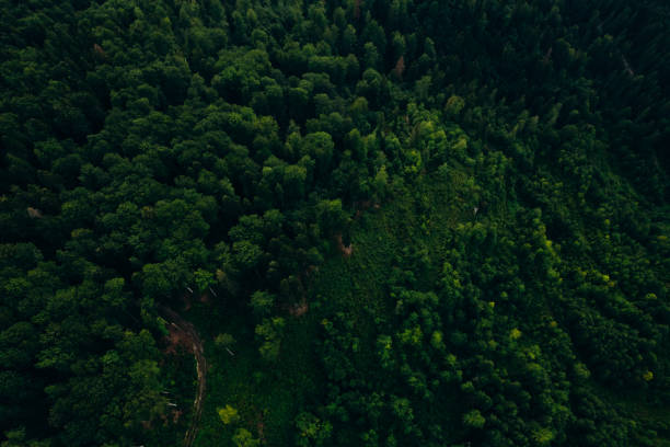istock Green pine forest in mountain summer with a view from above.Spring birch groves with beautiful texture. 2163819126