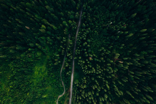 istock Green pine forest in mountain summer with a view from above.Spring birch groves with beautiful texture. 2163819135