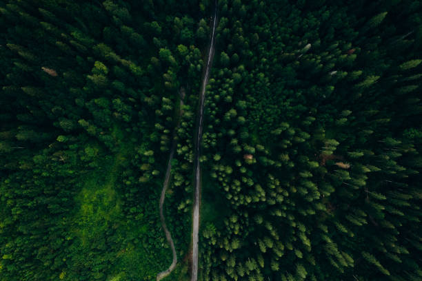 istock Green pine forest in mountain summer with a view from above.Spring birch groves with beautiful texture. 2163819136