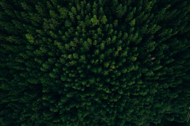 istock Green pine forest in mountain summer with a view from above.Spring birch groves with beautiful texture. 2163819209