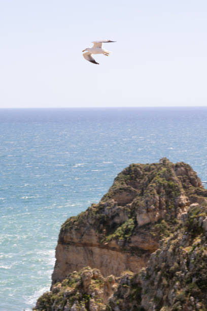 Aerial view of rock formations and seagull, Lagos