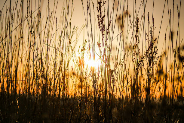 istock Sunrise through the grassland in the winter 2163820408