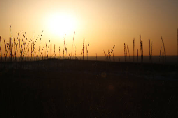 Sunrise captured through the grassland of Colorado on a winter day.