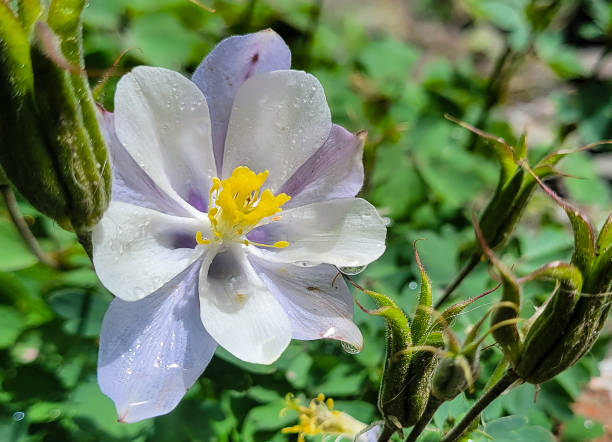 Colorado's state flower: blue columbine