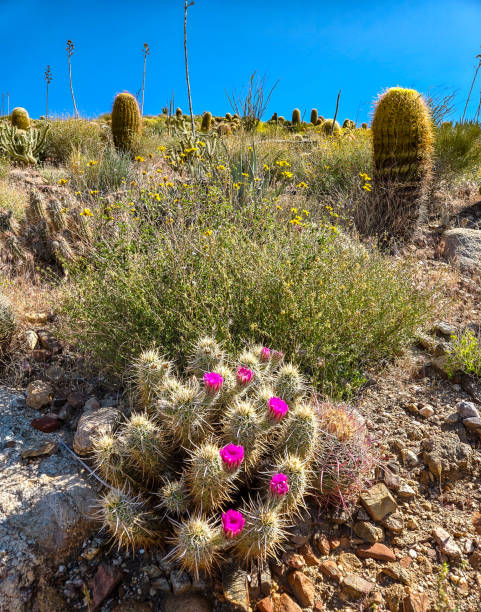 istock Southern California hillside dotted with flowering cacti 2163820597