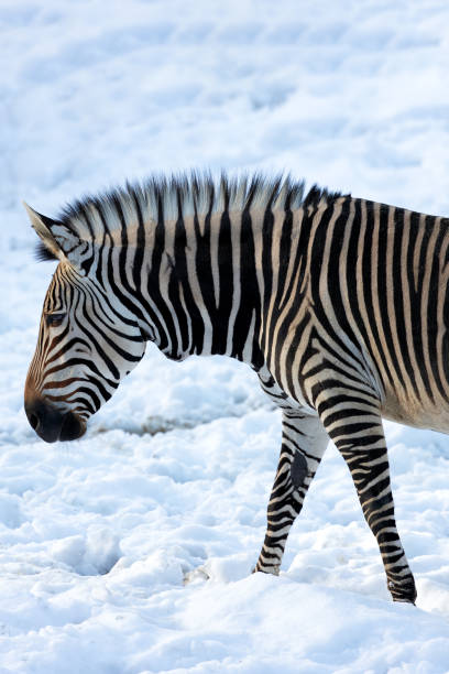 istock Zebra (Equus quagga) Native to Africa 2163821562