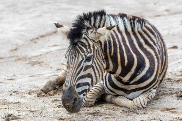 istock Zebra (Equus quagga) Native to Africa 2163821723