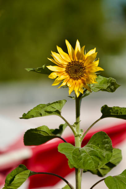 Sunflower with Canadian Flag in background