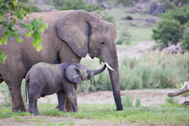 istock African elephants in bushland 2163826907
