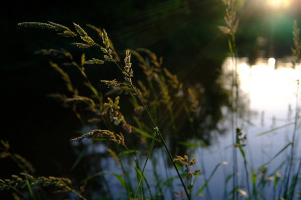 istock Nature travel background. sunset river view summer park 2163826998