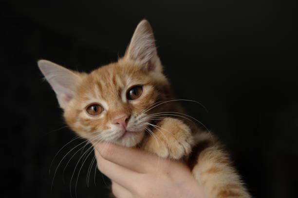 A woman adopted a young kitten and is bonding with him.
