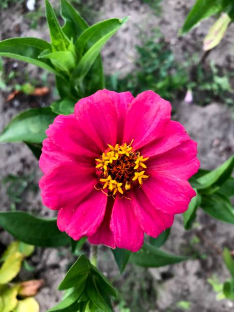 istock Flower in the garden 2163827733