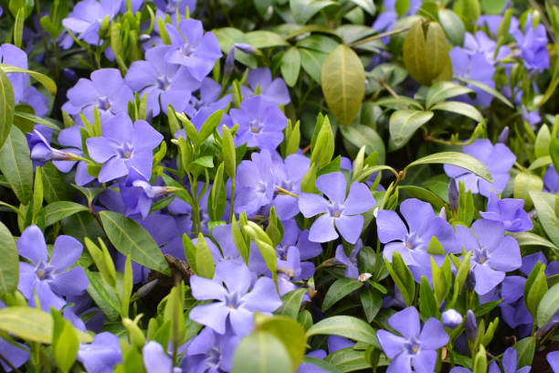 istock Spring blossom of periwinkle small (Vinca minor) 2163828140