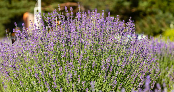 istock Lavender flowers over a purple lavender field background 2163829350