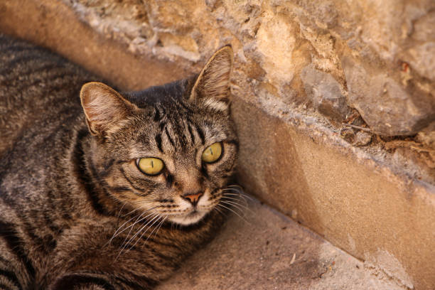 This close-up captures the mesmerizing eyes of a tabby cat resting against a rugged stone wall. The intricate patterns of the cat's fur and the texture of the stone create a compelling visual contrast. The sharp focus on the cat's eyes draws attention, showcasing the feline's serene yet vigilant expression. Perfect for highlighting the beauty and detail in everyday moments.