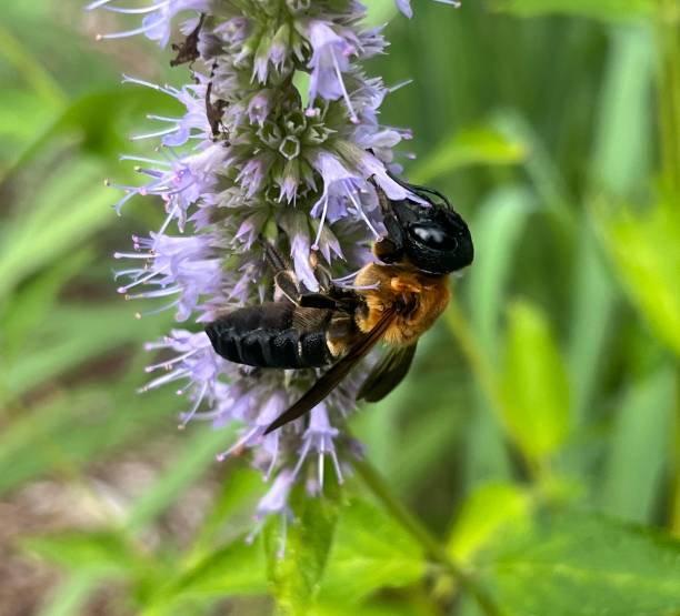istock Asian Giant Resin Bee Megachile sculpturalis 2163834154