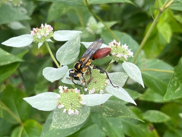 istock Golden-reined Digger Wasp Sphex habinus 2163834155