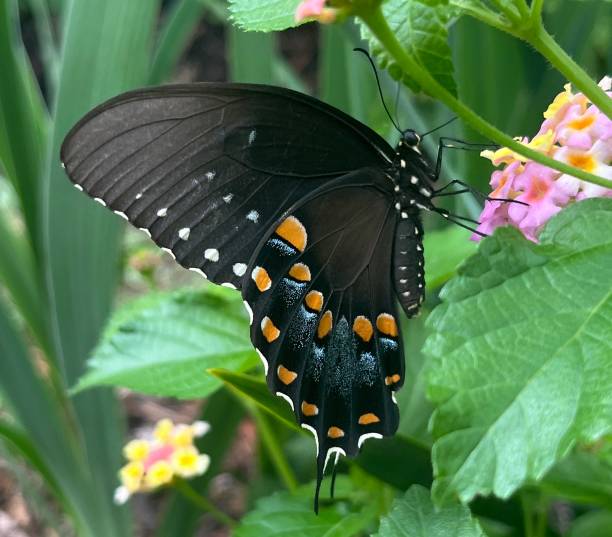 istock Spicebush Swallowtail Papilio troilus 2163834162