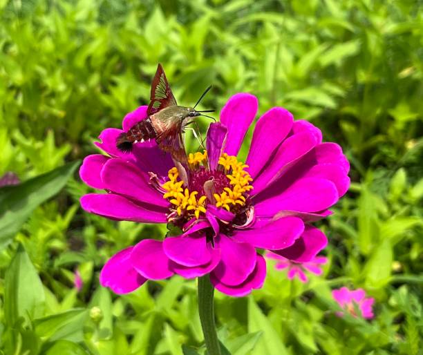 A stunning macro photograph of a hummingbird hawk-moth (Macroglossum stellatarum) captured mid-flight as it feeds on nectar from vibrant pink flowers. The image showcases the moth's rapid wing movement, extended proboscis, and intricate body details against a softly blurred background of green foliage and blooming petals.