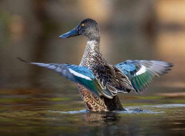 istock Northern Shoveler Duck 2163836027