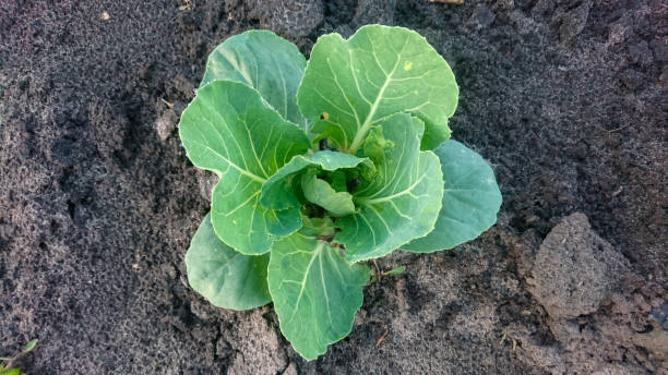 istock A young white cabbage sprout in open ground in the vegetable garden 2163837345
