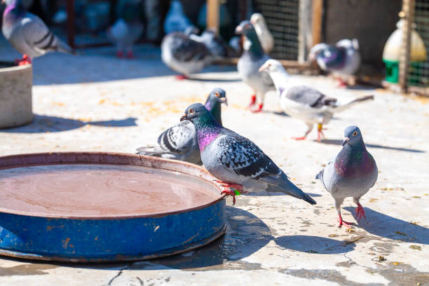 istock pigeons eating on ground 2163837797