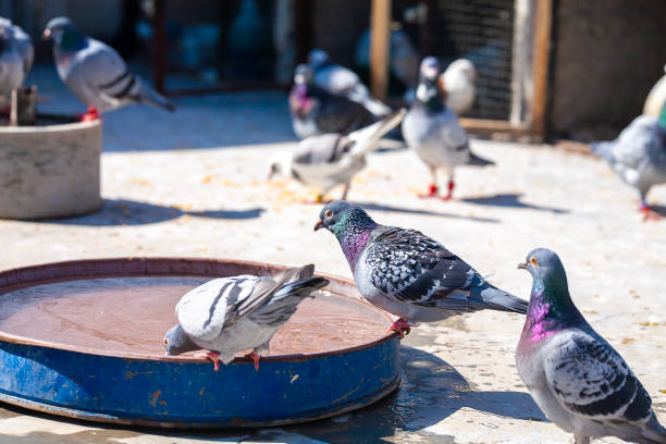 istock pigeons eating on ground 2163837798
