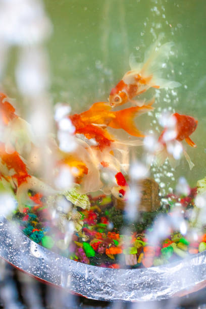 Goldfish in an aquarium