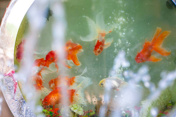colorfull goldfish aquarium close-up