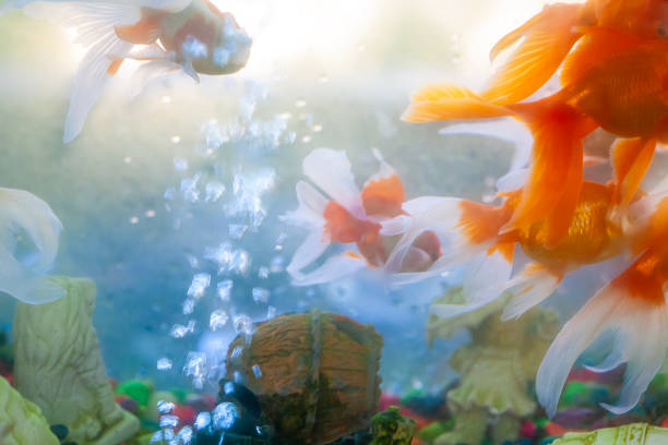 A beautiful goldfish swimming in an aquarium,
