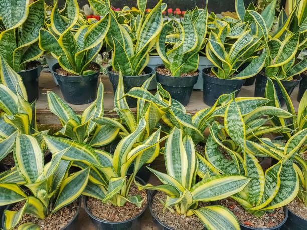 istock Sansevieria potted in the nursery. 2163838254