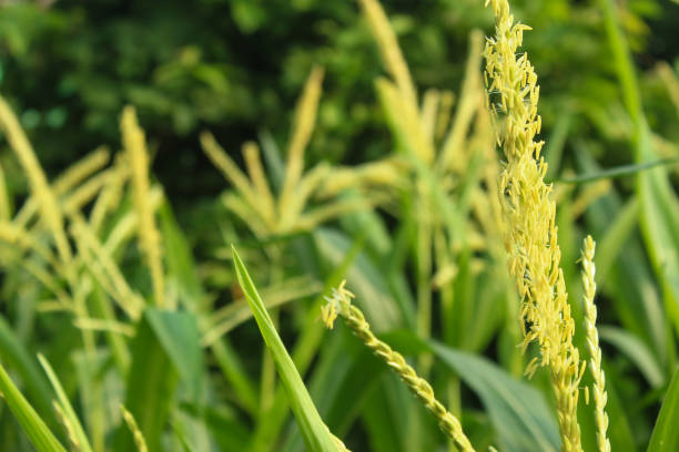 Close-up of corn tassels standing tall above green and yellow leaves in a farmland setting. The stalks are bathed in warm sunlight, with a vivid blue sky in the background. The photograph captures the beauty of agricultural landscapes during late summer and harvest season.