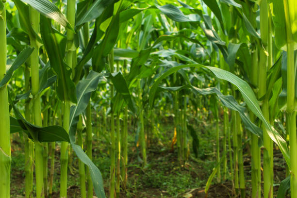 view of green corn plantations. corn plant