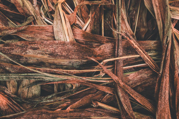istock The texture of dried corn leaves is brownish 2163838813