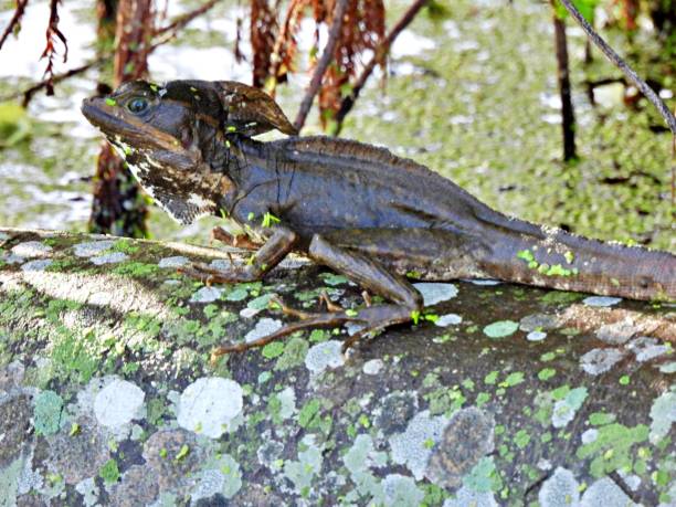 istock Jesus Christ Lizard (Basiliscus basiliscus) resting on lichen tree log 2163839999