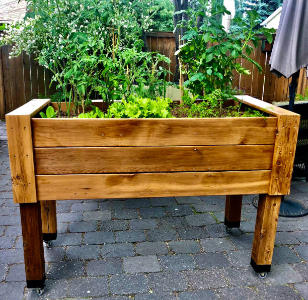 istock Wooden Raised Garden Bed with Vegetables 2163840651